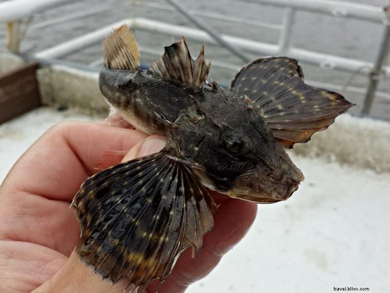 Explore Lady Jane Shrimpin Excursions: Fresh Seafood & Sharks Experience