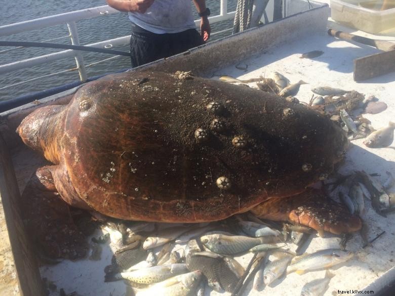 Explore Lady Jane Shrimpin Excursions: Fresh Seafood & Sharks Experience