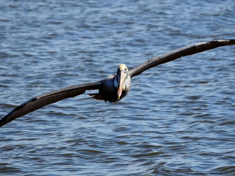 Explore Lady Jane Shrimpin Excursions: Fresh Seafood & Sharks Experience