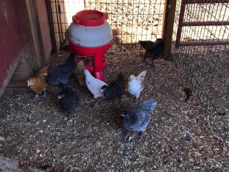 Nu Sunrise Farms – Fresh, Sustainable Produce Delivered Daily