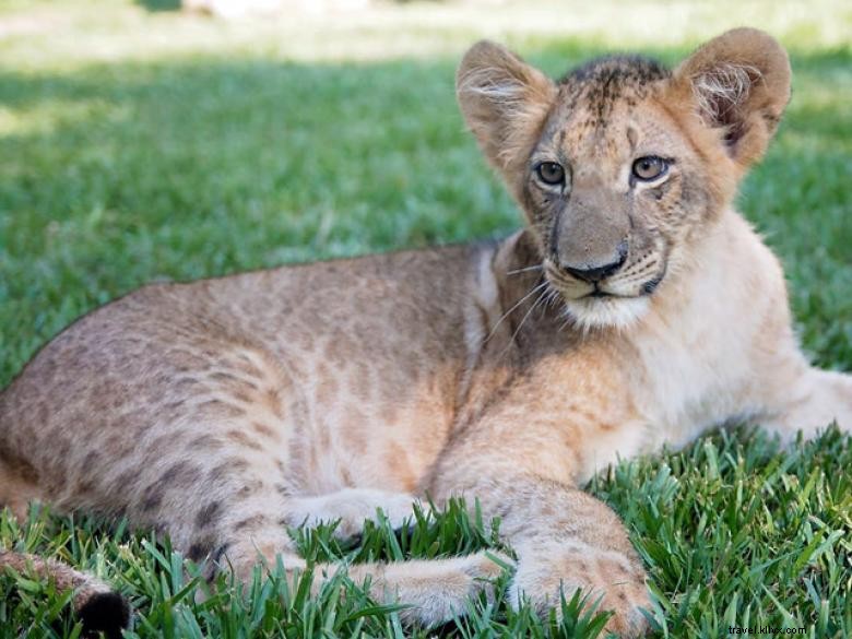 Wild Adventures Theme Park: Thrilling Rides & Family Fun