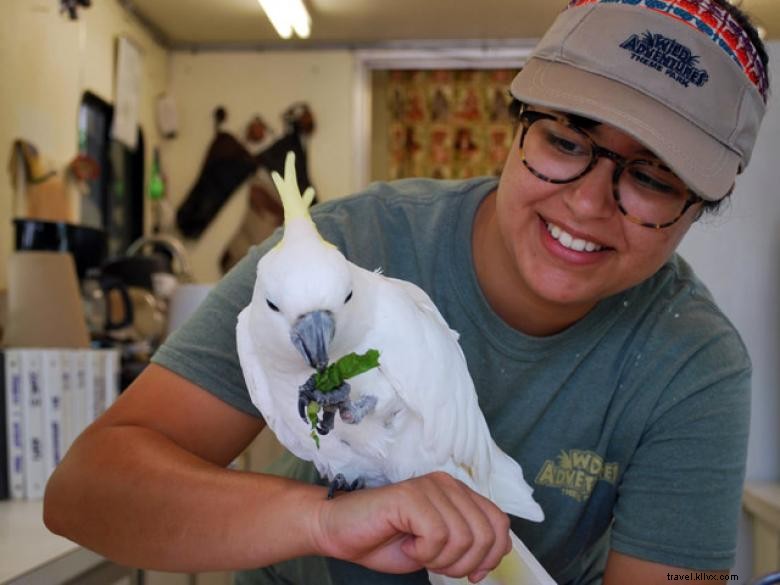 Wild Adventures Theme Park: Thrilling Rides & Family Fun