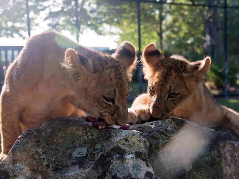 Wild Adventures Theme Park: Thrilling Rides & Family Fun