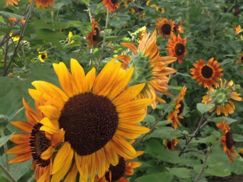 Explore the Okefenokee Heritage Center: History, Culture, and Natural Beauty