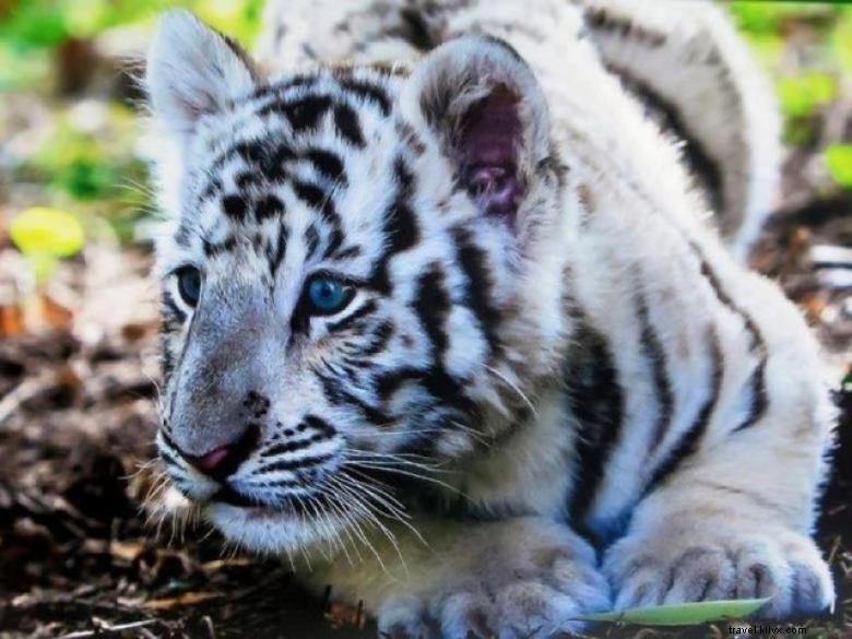 Explore Chestatee Wildlife Preserve – North Georgia s Premier Zoo Experience