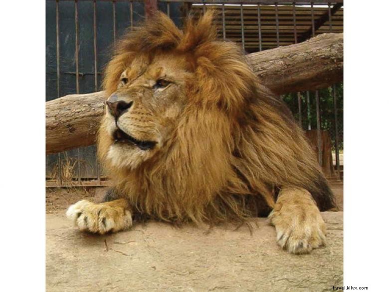 Explore Chestatee Wildlife Preserve – North Georgia s Premier Zoo Experience