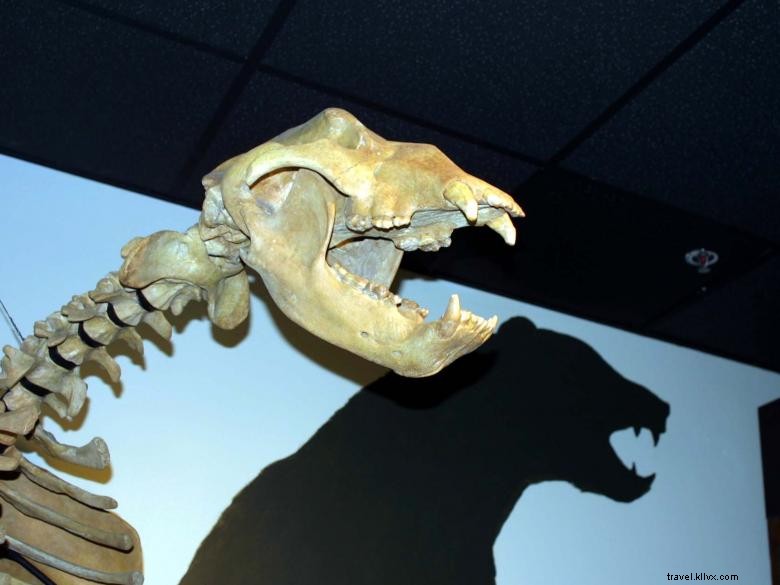 Explore the Natural History Museum at Georgia College & State University