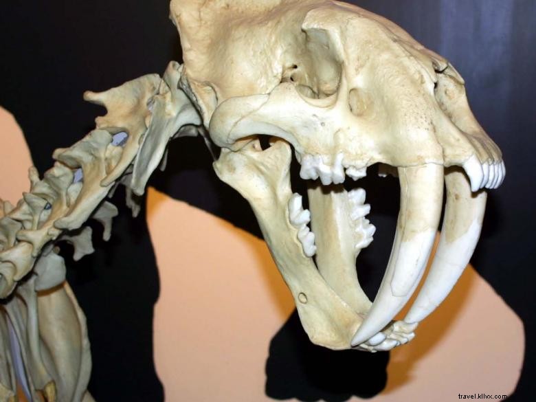 Explore the Natural History Museum at Georgia College & State University