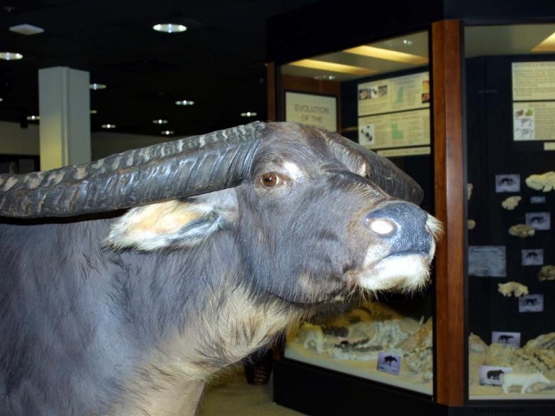 Explore the Natural History Museum at Georgia College & State University