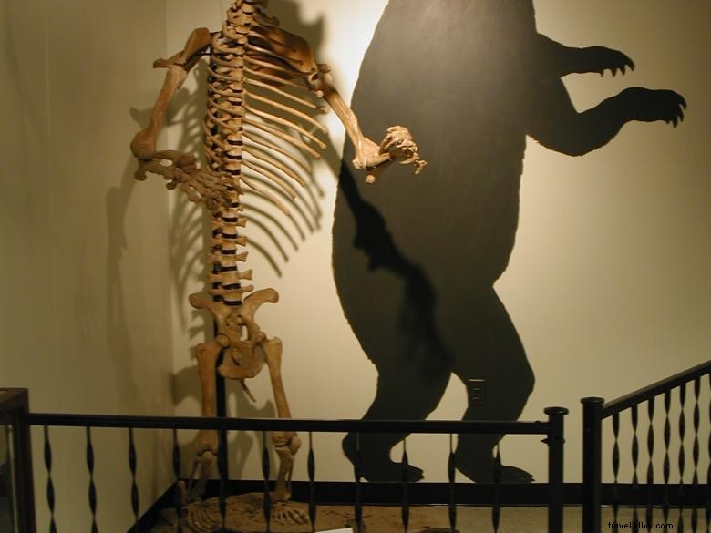 Explore the Natural History Museum at Georgia College & State University