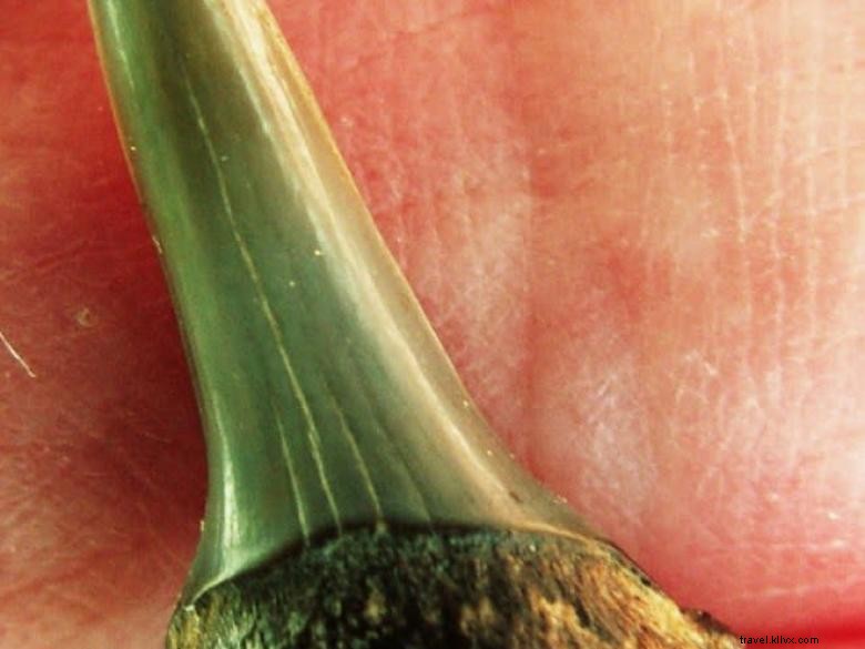 Explore Tybee Beach: Guided Ecology Tours for Nature Enthusiasts