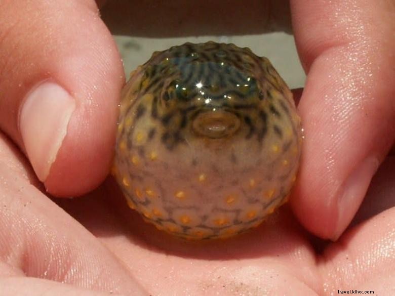 Explore Tybee Beach: Guided Ecology Tours for Nature Enthusiasts