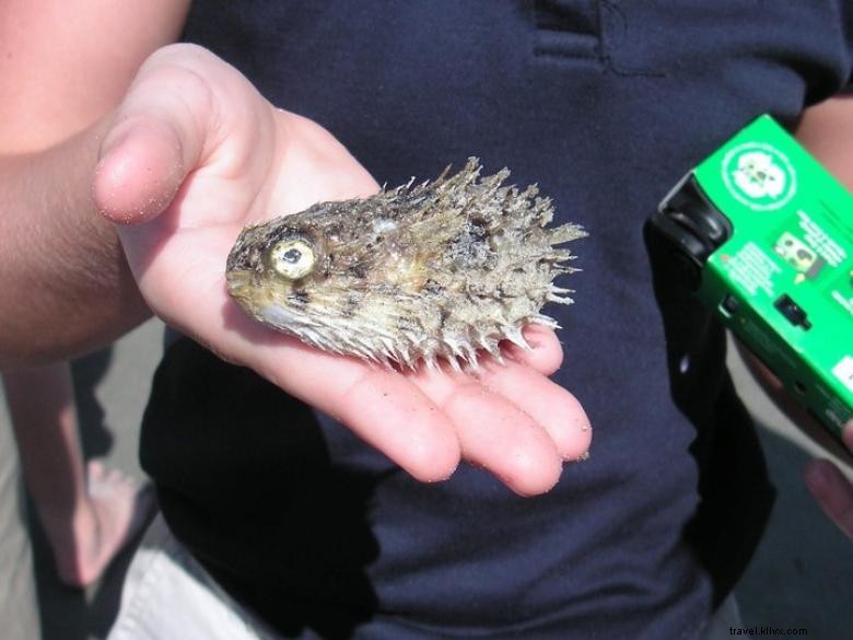 Explore Tybee Beach: Guided Ecology Tours for Nature Enthusiasts