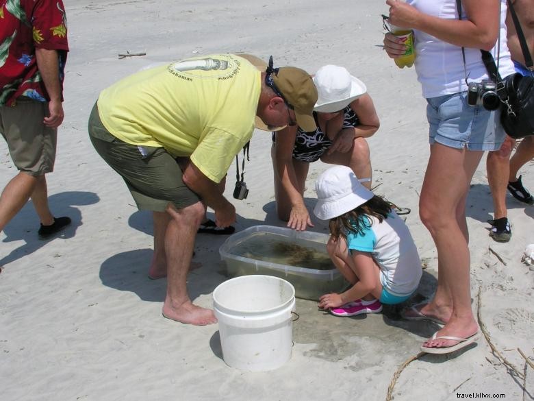 Explore Tybee Beach: Guided Ecology Tours for Nature Enthusiasts