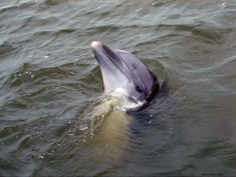 Experience the Thrill of Dolphin Magic Tours – Unforgettable Marine Adventures