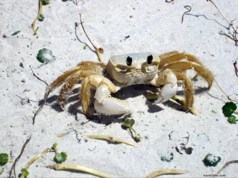 Experience the Thrill of Dolphin Magic Tours – Unforgettable Marine Adventures