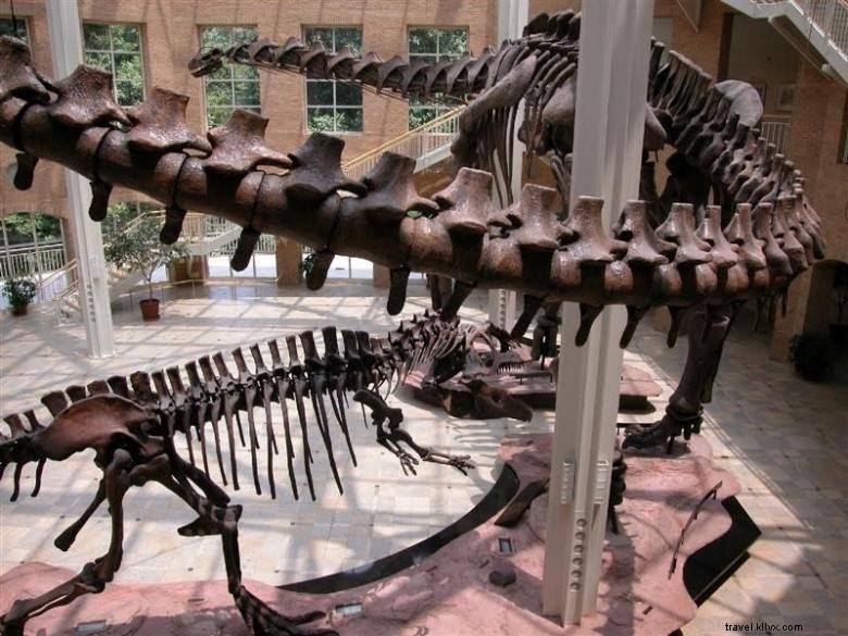 Discover the Fernbank Museum of Natural History: Explore Nature & Science