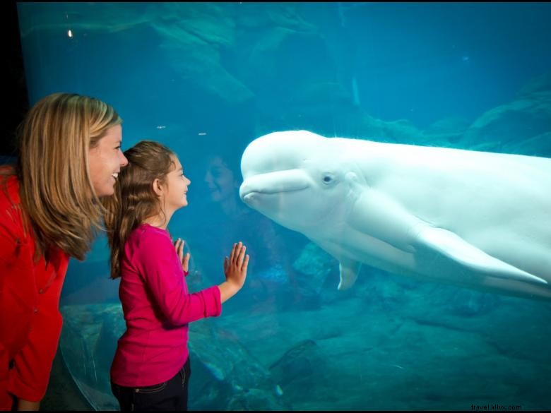 Explore the Wonders of the Georgia Aquarium: Marine Life Highlights
