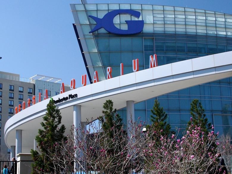 Explore the Wonders of the Georgia Aquarium: Marine Life Highlights