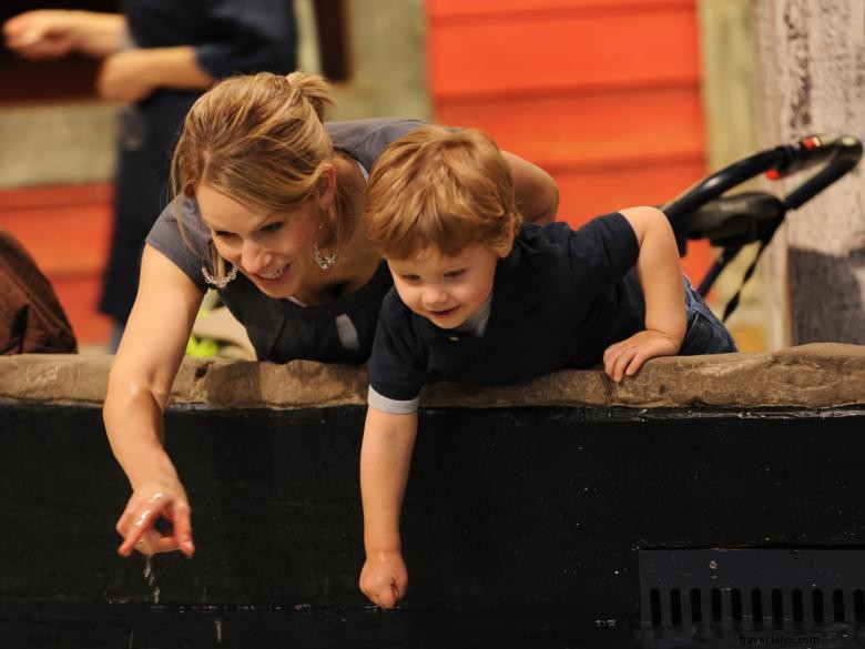 Explore the Wonders of the Georgia Aquarium: Marine Life Highlights