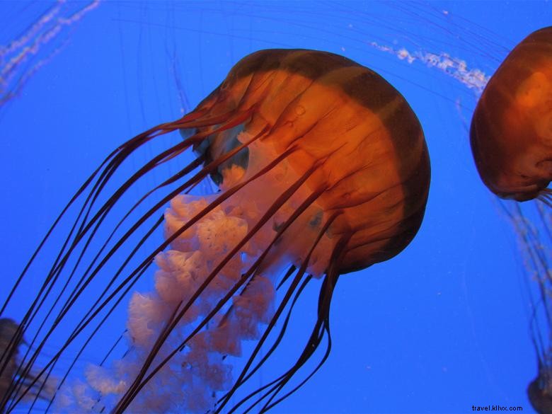 Explore the Wonders of the Georgia Aquarium: Marine Life Highlights