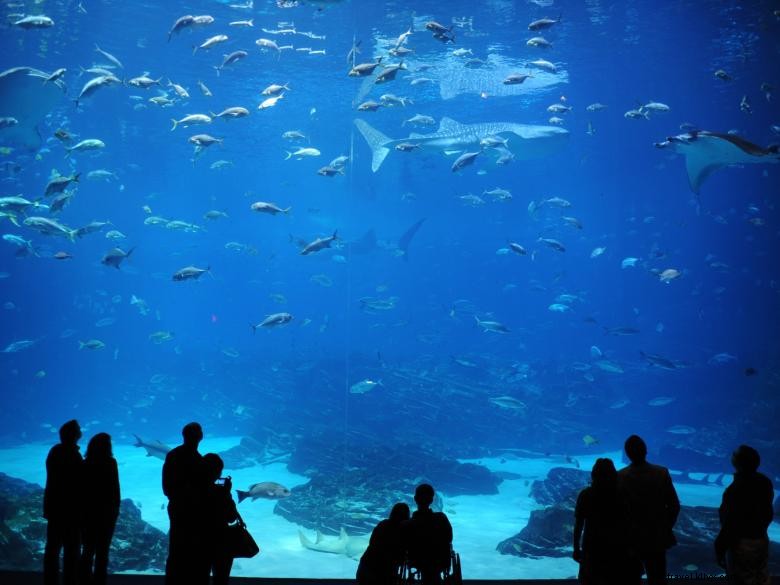 Explore the Wonders of the Georgia Aquarium: Marine Life Highlights