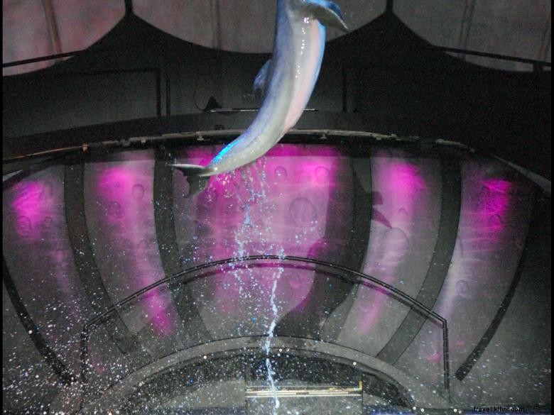 Explore the Wonders of the Georgia Aquarium: Marine Life Highlights