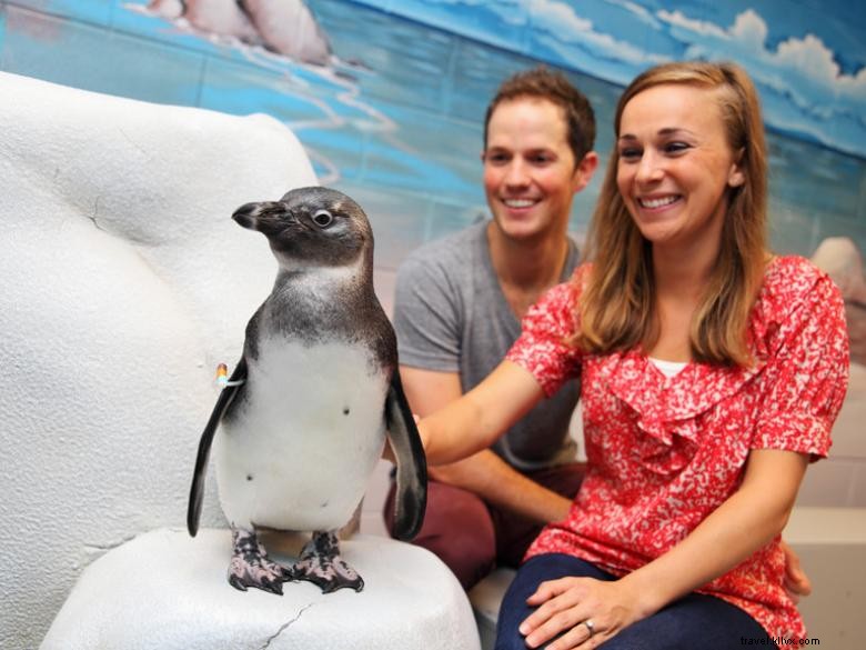 Explore the Wonders of the Georgia Aquarium: Marine Life Highlights