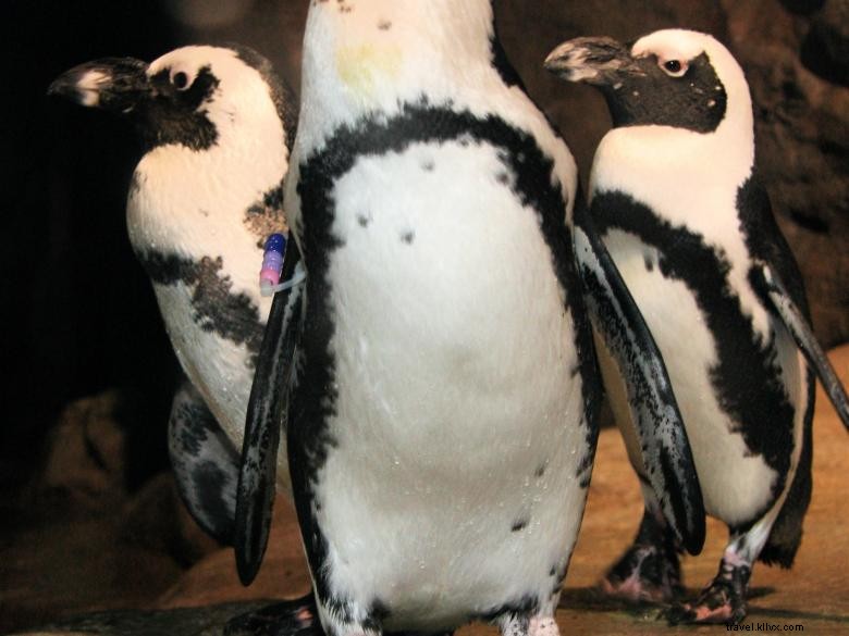 Explore the Wonders of the Georgia Aquarium: Marine Life Highlights