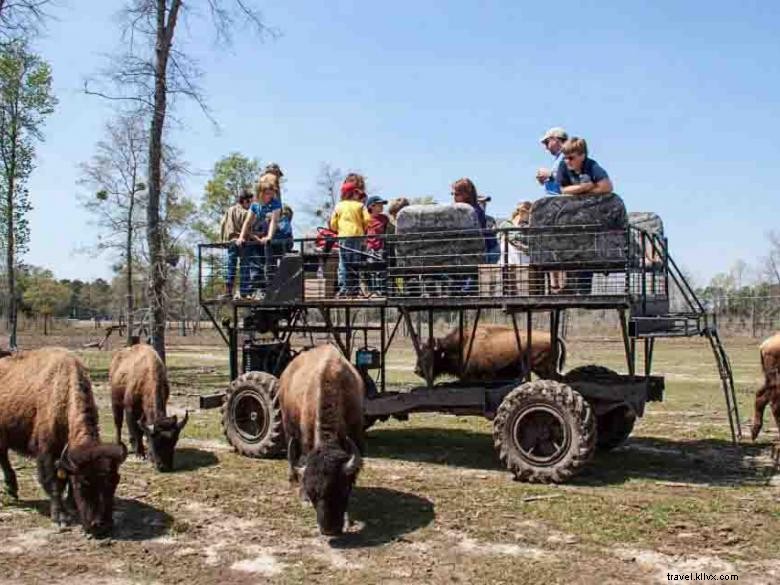Explore the Georgia Buffalo Ranch & Trading Post: Wildlife & Bison Adventures