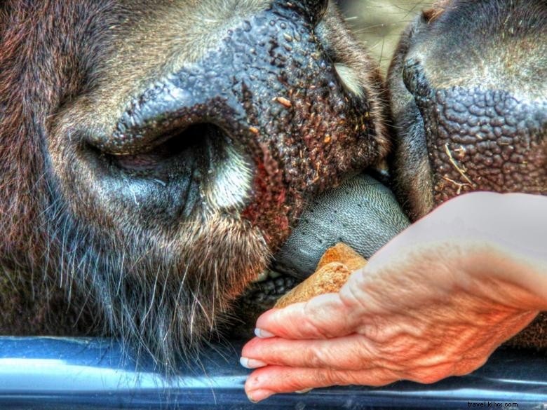 Explore the Georgia Buffalo Ranch & Trading Post: Wildlife & Bison Adventures