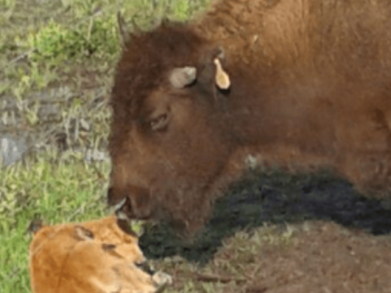 Explore the Georgia Buffalo Ranch & Trading Post: Wildlife & Bison Adventures