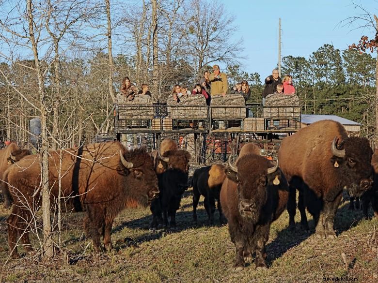 Explore the Georgia Buffalo Ranch & Trading Post: Wildlife & Bison Adventures