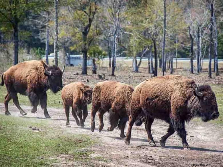 Explore the Georgia Buffalo Ranch & Trading Post: Wildlife & Bison Adventures