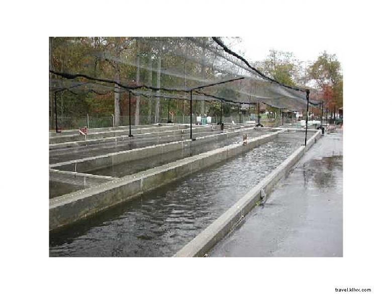 Explore Burton Trout Hatchery: Premier Trout Production in Rabun County