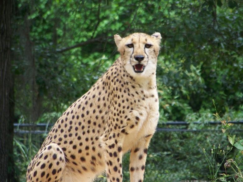 Explore Chehaw Park: Tranquil Outdoor Oasis