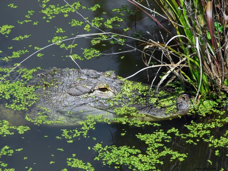Explore Chehaw Park: Tranquil Outdoor Oasis