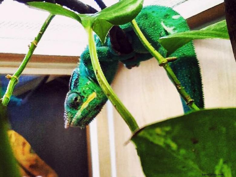 Explore Chehaw Park: Tranquil Outdoor Oasis