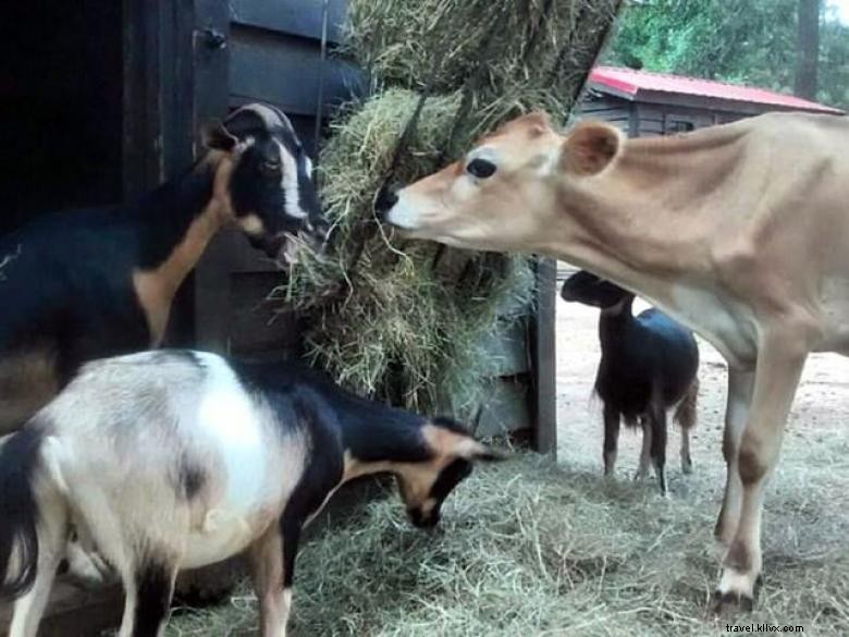 Explore Chehaw Park: Tranquil Outdoor Oasis