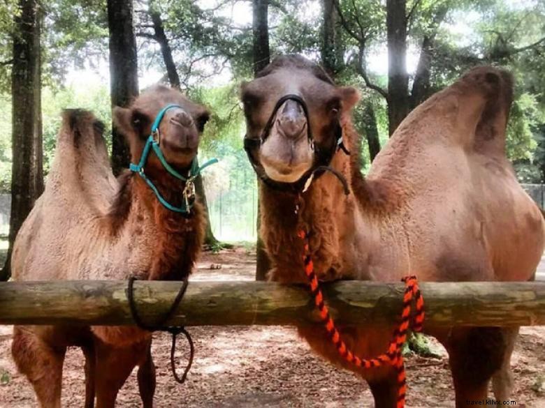 Explore Chehaw Park: Tranquil Outdoor Oasis