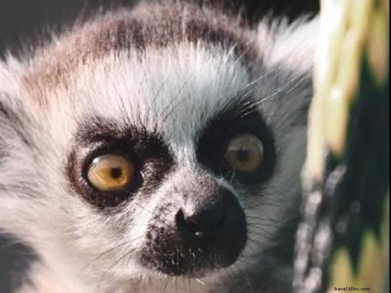 Explore Chehaw Park: Tranquil Outdoor Oasis