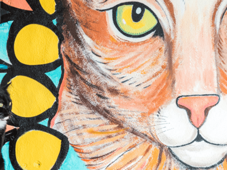 Java Cats Café & Adoption Hub in Marietta