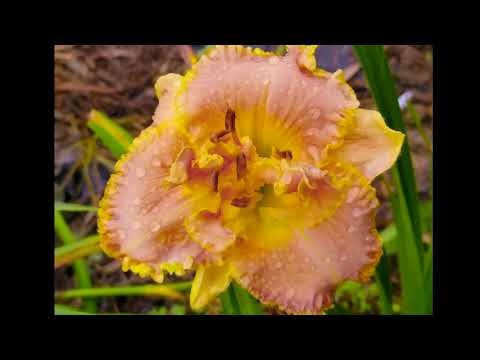 Jungle Paradise Daylilies: Exotic Blooms for Lush Gardens