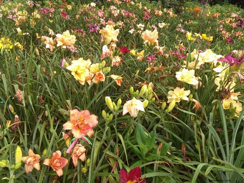 Jungle Paradise Daylilies: Exotic Blooms for Lush Gardens