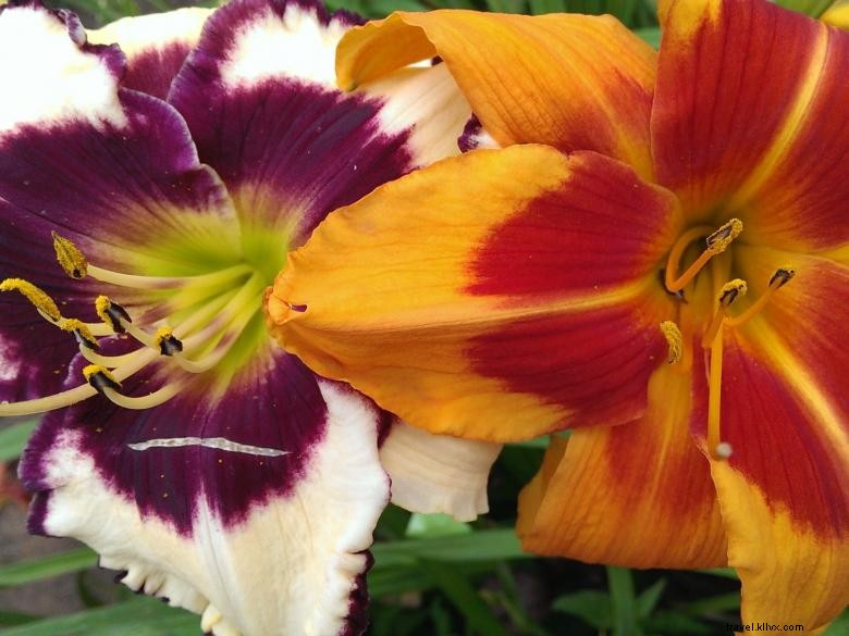 Jungle Paradise Daylilies: Exotic Blooms for Lush Gardens