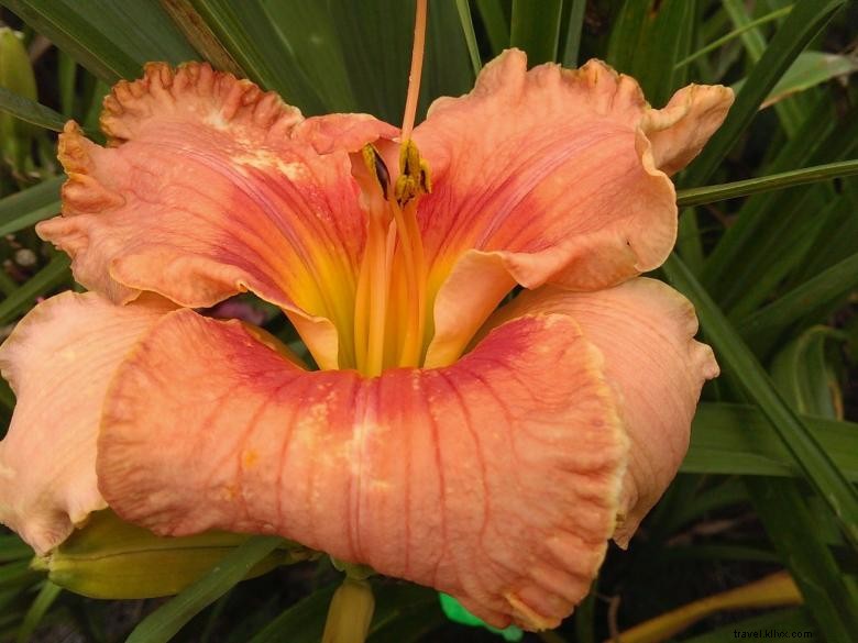 Jungle Paradise Daylilies: Exotic Blooms for Lush Gardens