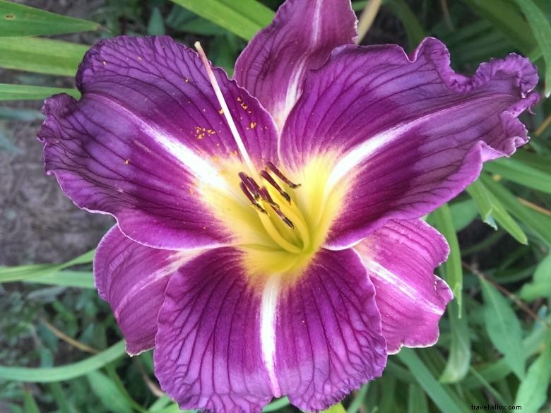Jungle Paradise Daylilies: Exotic Blooms for Lush Gardens