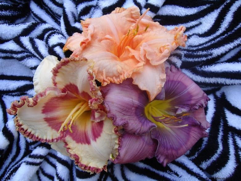 Jungle Paradise Daylilies: Exotic Blooms for Lush Gardens