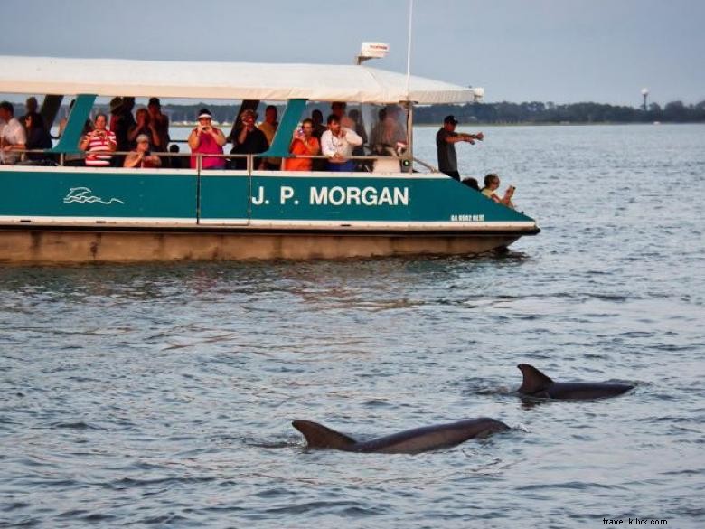 Discover Jekyll Island Dolphins – Guided Tours & Eco-Friendly Adventures