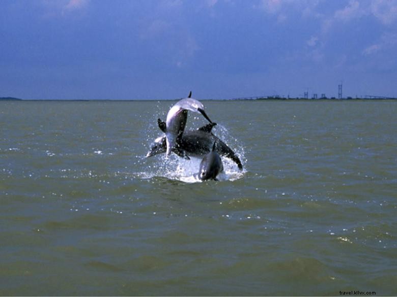 Discover Jekyll Island Dolphins – Guided Tours & Eco-Friendly Adventures